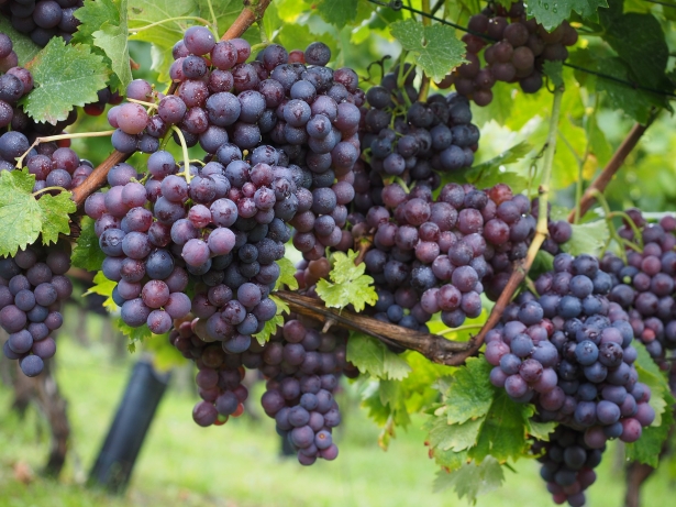 Druivelaar – Vitis vinifera